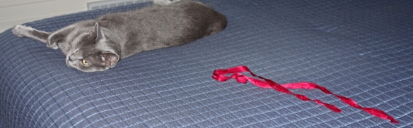 The ribbon is sneaking up on the cat!