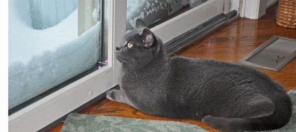 Morgan spent most of the day watching the birds outside the sliding doors. I had to remove the snow drift a few times so she could see.