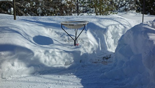 I shoveled part of this so I have access to both the bird bath and feeders.