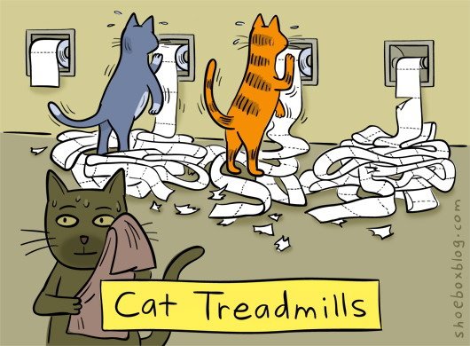 cat exercise-treadmill