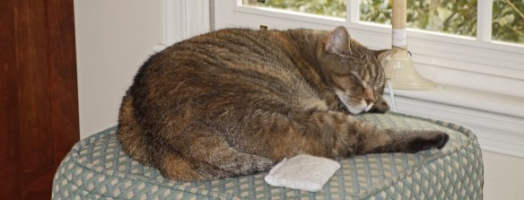 Hazel is guarding the catnip bag...sort of....maybe....