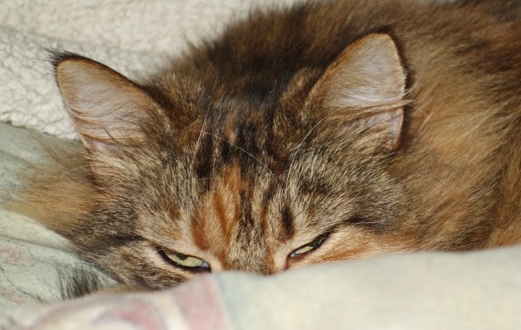 Here is Mollie catching some zzzz's except for that damn paparazzi