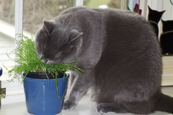 Morgan mauling a fresh pot of cat grass