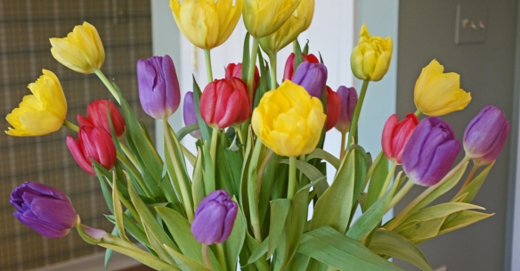 Tulips from the beloved husband!