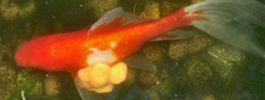 This isn't my fish but the tumor size is the same as it was on my fish after the winter.