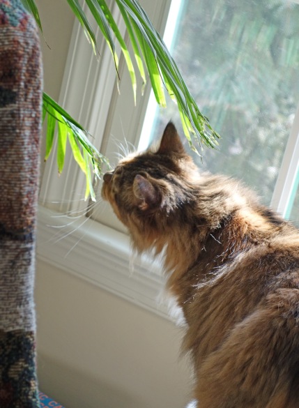 Mollie chewing on palm fronds: "They'll think Morgan did this and she'll be in trouble!"