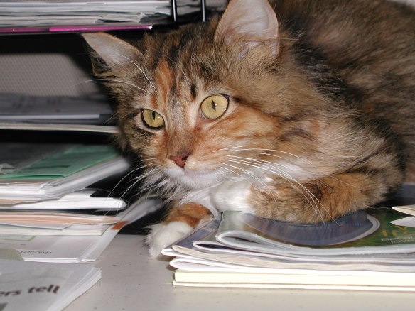 Mollie supervising me while sitting on my desk many years ago.