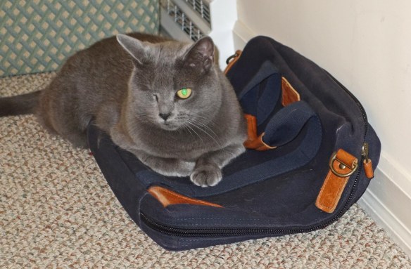 Morgan "re-furring" my briefcase: "Honestly I don't know why I can't go to work with you!"