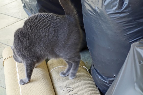 Morgan carefully inspecting trash: "Nope! No catnip here!"