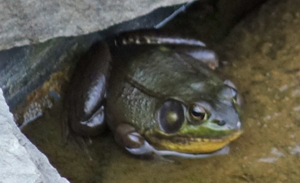 Frog: Listen if the cats don't appreciate you, come join us. There's room in the pond!