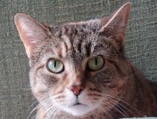 Hazel: What took so long? Where's lunch? How about a snack? You don't need a shower. Feed me first!