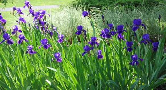 Irises from my yard.