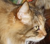 Mollie: I suppose it's happy hour again? How about a tuna martini with a twist of sardine?