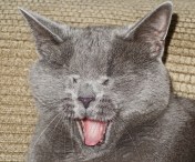 Morgan: Yeah, yeah, yeah. I know you worked hard yada yada. Now come pet me.