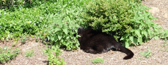 Random 5 for June 12 – Jake, rabbits, bird nests, peace, boobs | Views ...