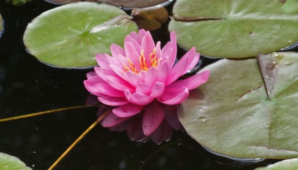 Here is the pink water lily!