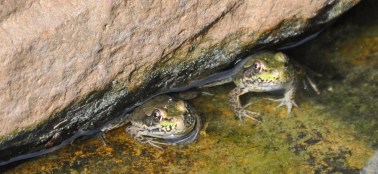 Two babies from last year.