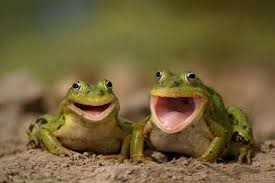 frogs-laughing