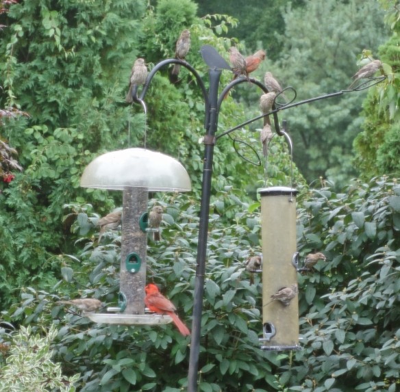 An afternoon at my bird feeder