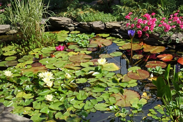 My pond in all its glory!