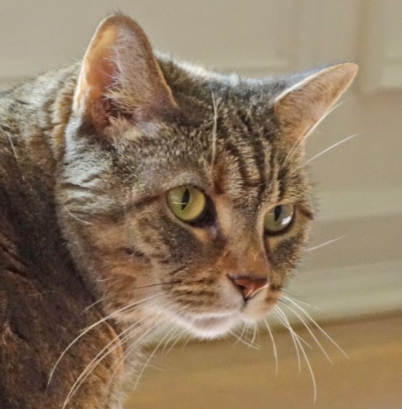 hazel-close-up-face-2016