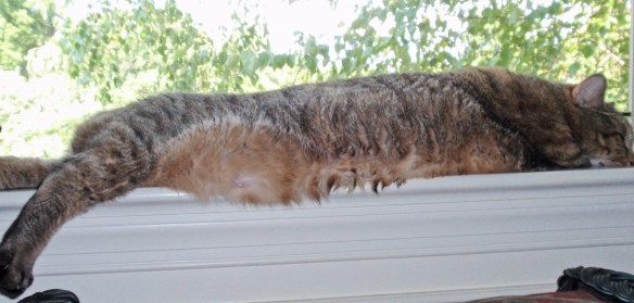 Still loves window sills
