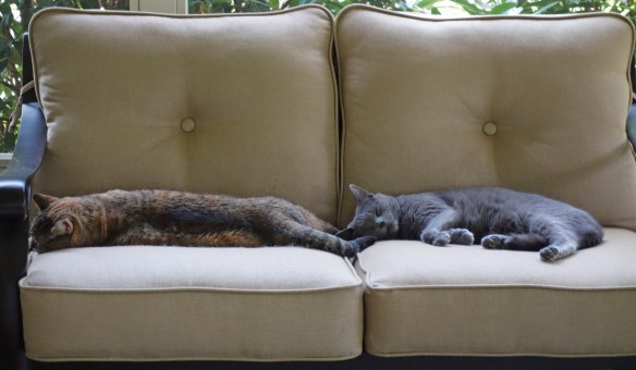 hazel-morgan-acrosslovesea-1-t2016