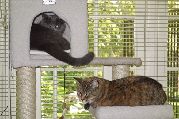 hazel-morgancattree2016