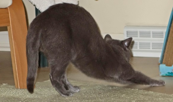 Gracie doing her yoga! She calls this downward cat.