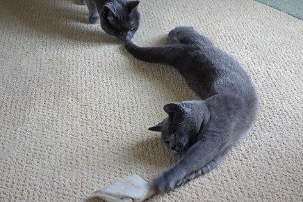 Here I am doing my yoga. Morgan is sniffing my tail. I must smell good. That's a catnip bag by my paw.